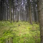 Eifelhauszeit - Narzissen Bluehen Und Bei Uns Seid Ihr Direkt Mittendrin 度假居 蒙绍