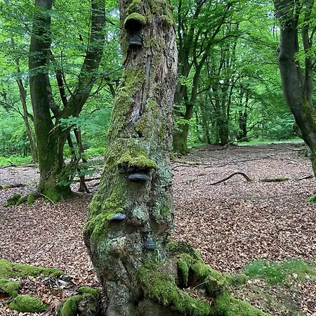 Eifelhauszeit - Narzissen Bluehen Und Bei Uns Seid Ihr Direkt Mittendrin 몬샤우