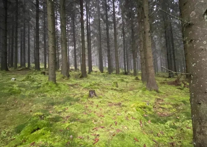 Eifelhauszeit - Narzissen Bluehen Und Bei Uns Seid Ihr Direkt Mittendrin Prázdninový dům Monschau