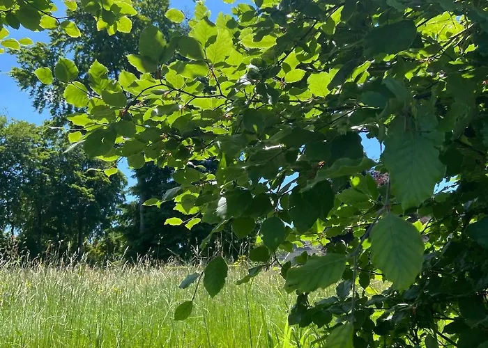 펜션 Eifelhauszeit - Narzissen Bluehen Und Bei Uns Seid Ihr Direkt Mittendrin *