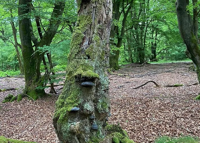 Eifelhauszeit - Narzissen Bluehen Und Bei Uns Seid Ihr Direkt Mittendrin 몬샤우